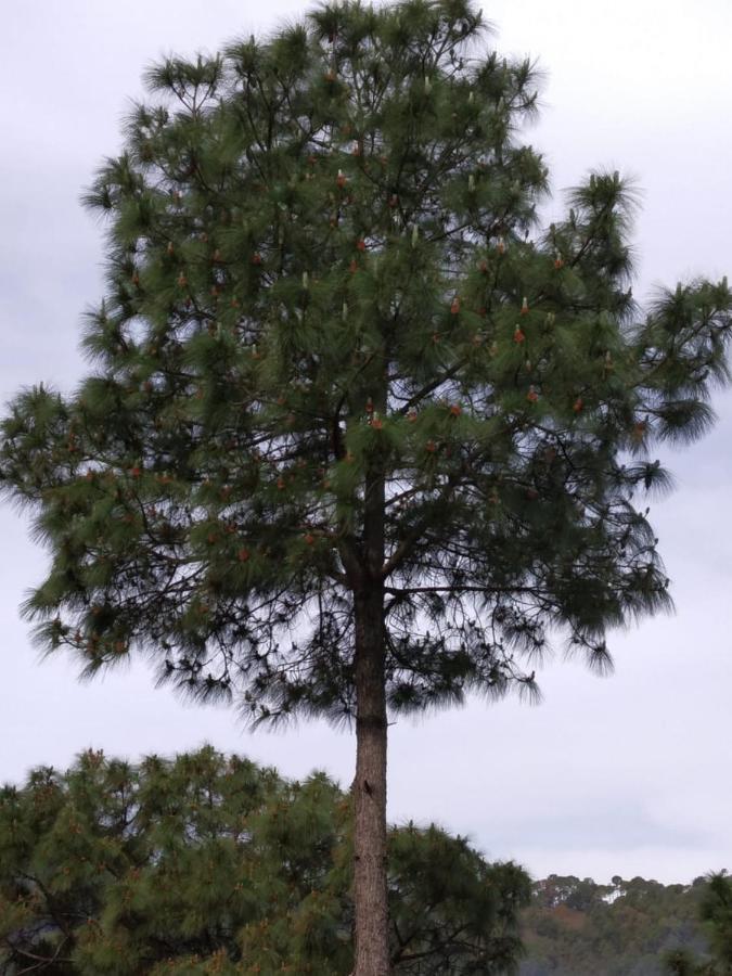 Pine Villa Kasauli Eksteriør bilde