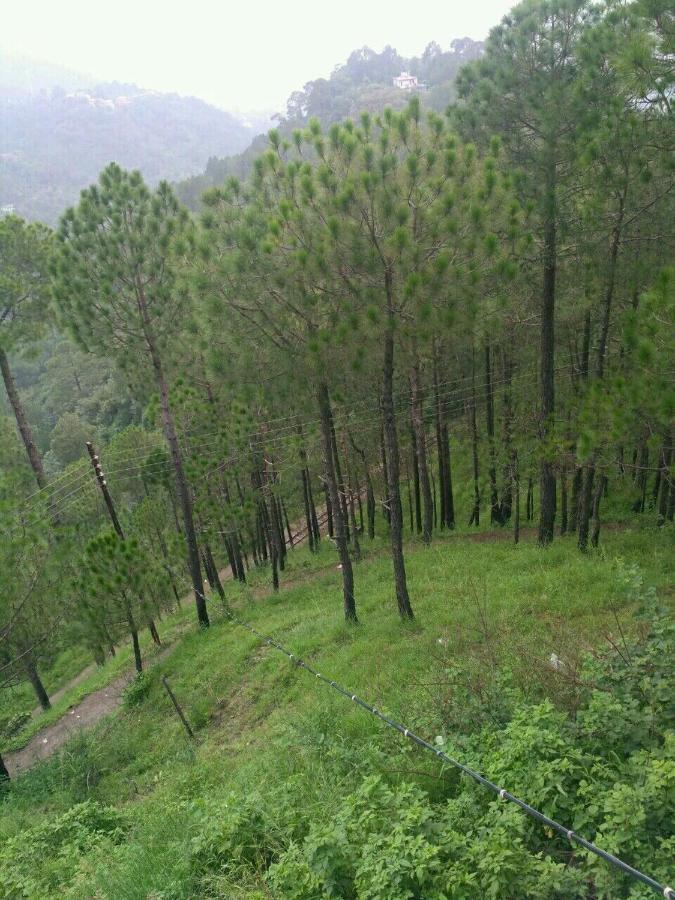 Pine Villa Kasauli Eksteriør bilde
